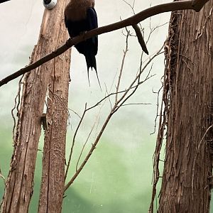 Bird’s World - Blue-bellied Roller