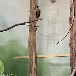 Bird’s World - Boat-billed Heron