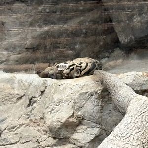 Tropical Forest - Clouded Leopard