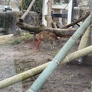 Nature’s Neighborhood - Reeve’s Muntjac