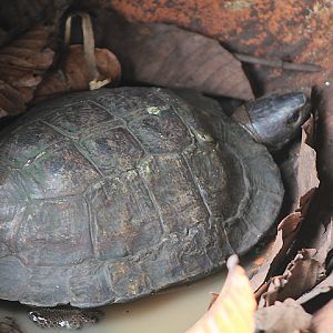 Spiny turtle (Heosemys spinosa) - Museum Komodo