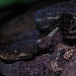 Timor python (Malayopython timoriensis) - Museum Komodo