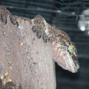 Halmahera giant gecko (Gehyra marginata) - Museum Komodo