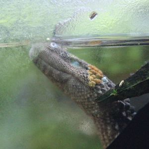 Borneo earless monitor (Lanthanotus borneensis) - Museum Komodo