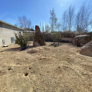 Meerkat outdoors 1st half