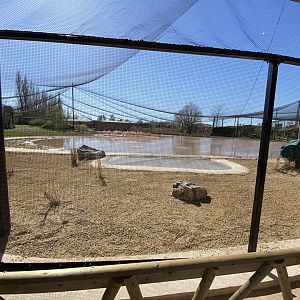 Mixed greater flamingo aviary