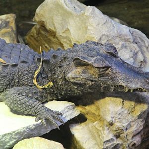 Smooth-fronted caiman (Paleosuchus trigonatus) - Dunia Air Tawar & Serangga