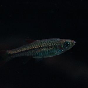 Silver rasbora (Rasbora argyrotaenia) - Dunia Air Tawar & Serangga