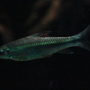 Scythe-lipped barb (Lobocheilos falcifer) - Dunia Air Tawar & Serangga