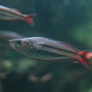 Western rainbowfish (Melanotaenia australis) - Dunia Air Tawar & Serangga