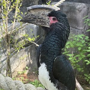 Trumpeter Hornbill (Bycanistes bucinator)