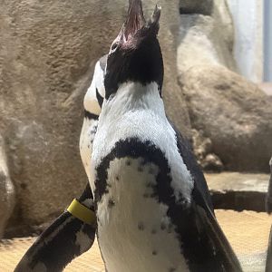 African Penguin (Spheniscus demersus)