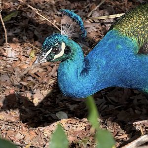 Indian Peafowl (Pavo cristatus)