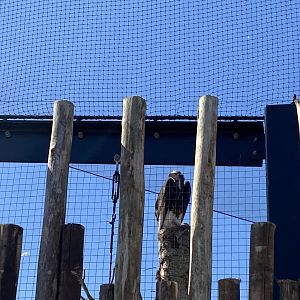 White-headed vulture