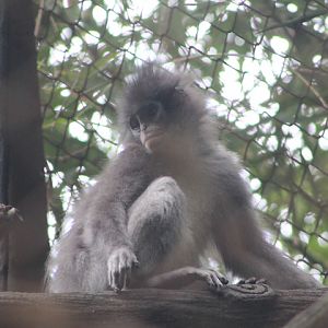 Javan surili (Presbytis comata comata) - Schmutzer Primate Centre