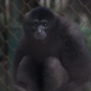 Gibbon (Hylobates cf. funereus) - Schmutzer Primate Centre