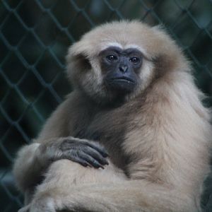 Gibbon (Hylobates cf. abbotti) - Schmutzer Primate Centre