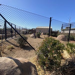 1st Kirk’s dik dik enclosure
