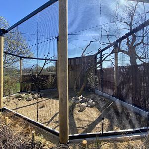 Verreaux’s eagle-owl aviary
