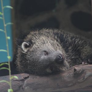Sumatran binturong (Arctictis binturong niasensis)