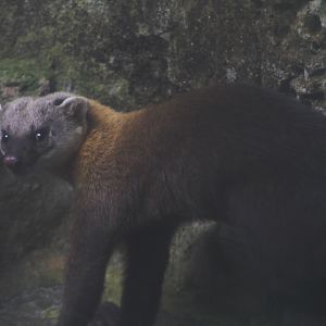 Javan yellow-throated marten (Martes flavigula robinsoni)
