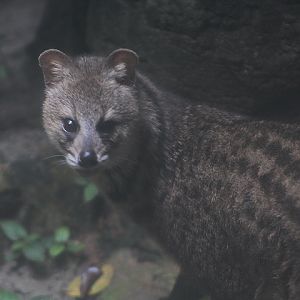 Gunung-Muria small civet (Viverricula indica muriavensis)