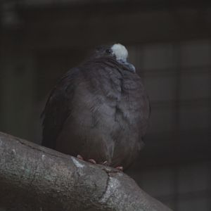 New Guinea bronzewing (Henicophaps albifrons albifrons)