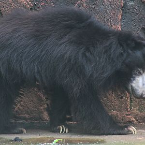 Sri Lankan sloth bear (Melursus ursinus inornatus)