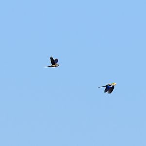Greater Bluebonnet and Pale-headed Rosella