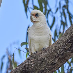 Little Corella