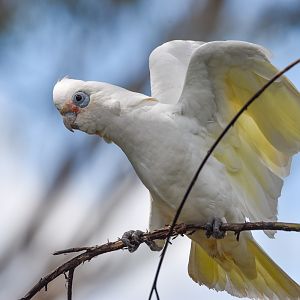 Little Corella