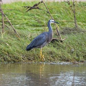 White-faced Heron