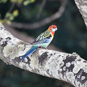 Eastern Rosella
