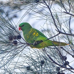 Scaly-breasted Lorikeet