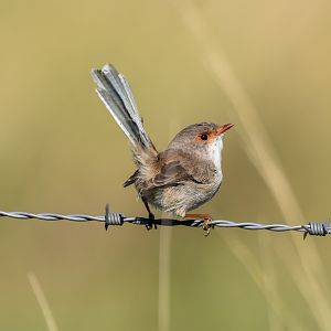 Superb Fairywren