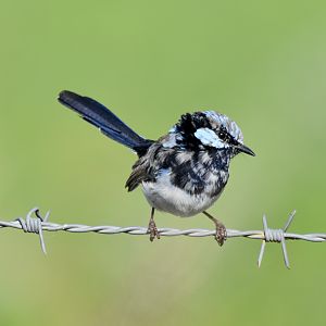 Superb Fairywren