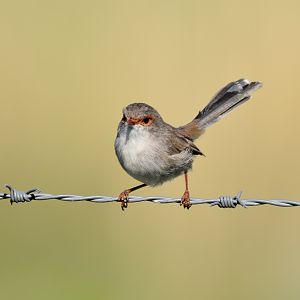 Superb Fairywren