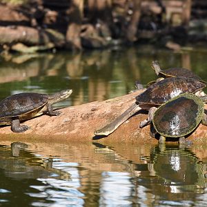 Broad-shelled Turtle and Macquarie Turtles