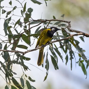 White-eared Honeyeater
