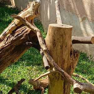 Aviary Park Indonesia - Green Iguana exhibit