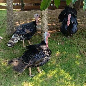 Aviary Park Indonesia - Domestic Turkeys