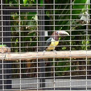 Aviary Park Indonesia - Green Aracari