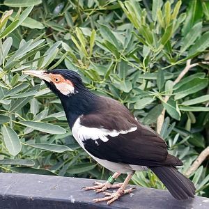 Aviary Park Indonesia - Pied Myna