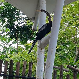 Aviary Park Indonesia - Oriental Darter
