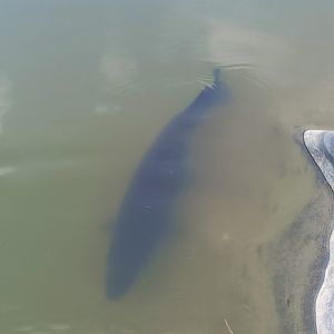 Aviary Park Indonesia - Alligator Gar
