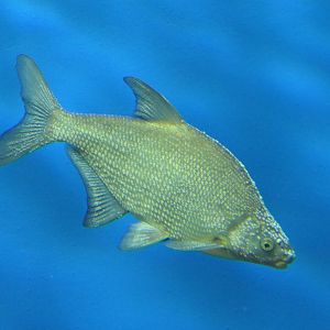 Freshwater Bream (Abramis brama) - Lake Biwa Museum