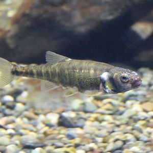 Eurasian Minnow (Phoxinus phoxinus) - Lake Biwa Museum