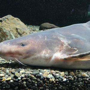 Chinese Longsnout Catfish (Tachysurus dumerili) - Lake Biwa Museum