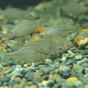 Suigenzeni-tanago (Rhodeus smithii smithii "Sanyo population") - Lake Biwa Museum