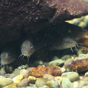 Kissing Loach (Parabotia curtus) - Lake Biwa Museum